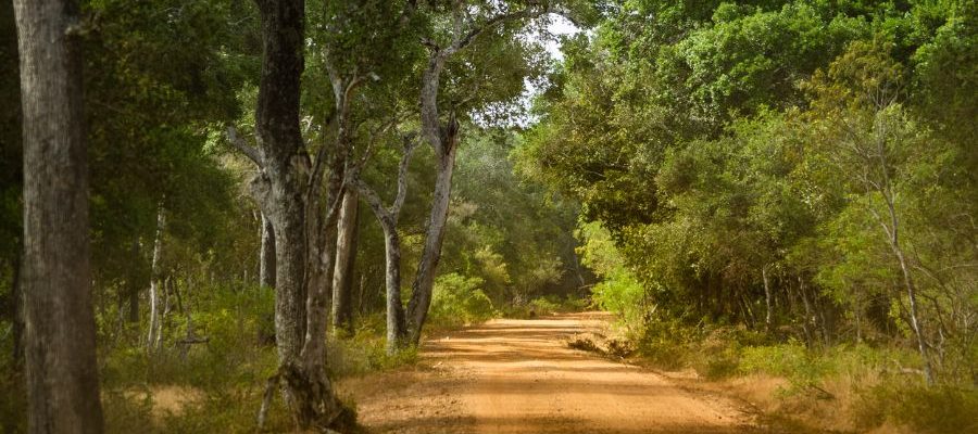 Wilpattu National Park